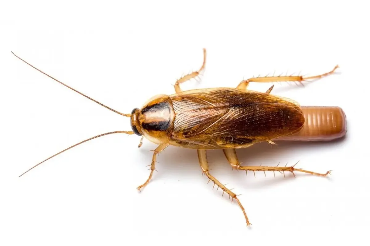 Alman Hamam Böceği (Kalorifer Böceği)